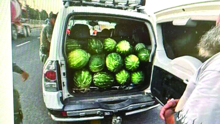 מעצר החשוד בגניבת האבטיחים דוברות מגב