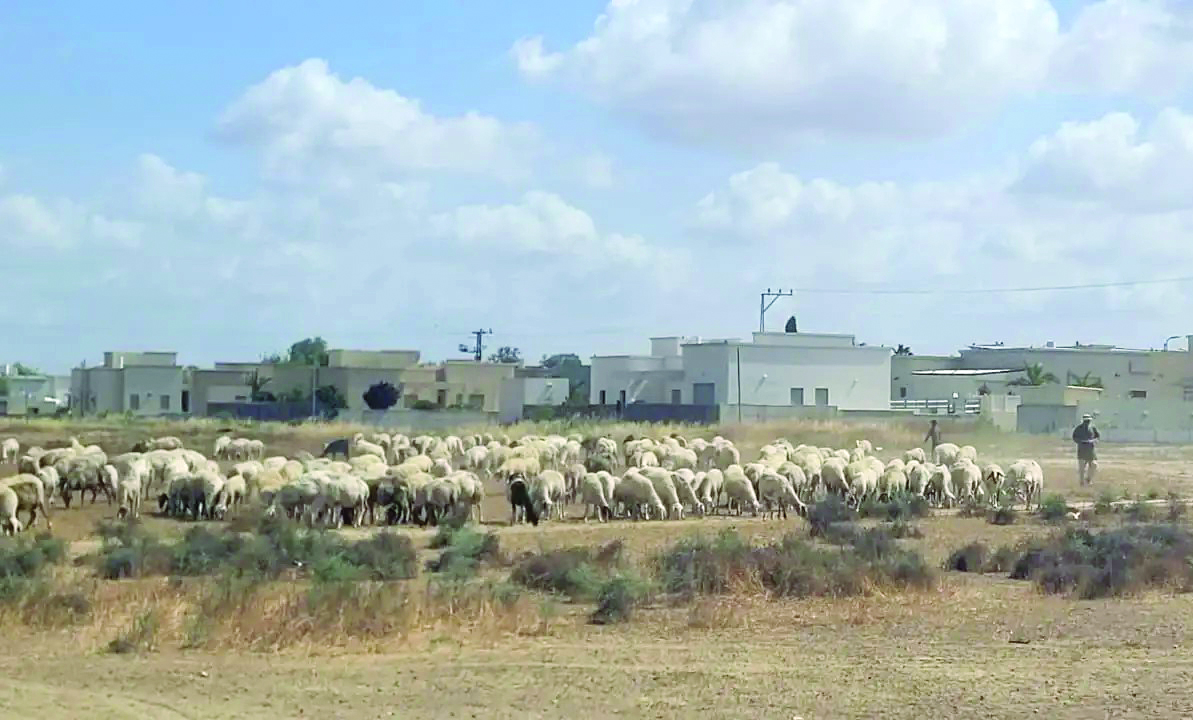 עדר כבשים פלש לשטח חקלאי בדרום דוברות מגב