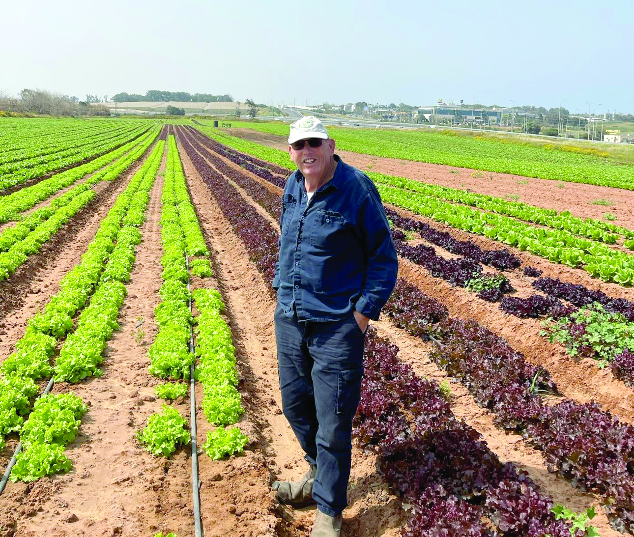 עוזי בלינסקי. בחן זנים שונים של חסות לגידול לאורך כל השנה