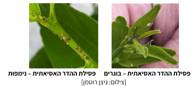 צילום מסך 2025 07 23 214352