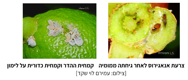 צילום מסך 2025 07 23 214428