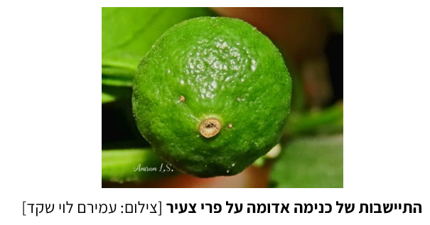 צילום מסך 2025 07 23 214440