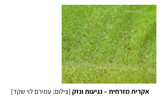 צילום מסך 2025 07 23 214453