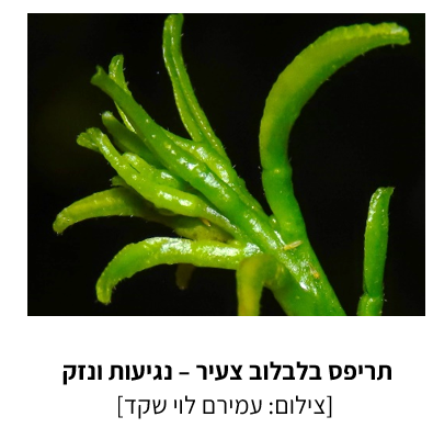 צילום מסך 2025 07 23 214519