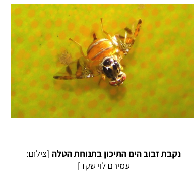 צילום מסך 2025 07 23 214533