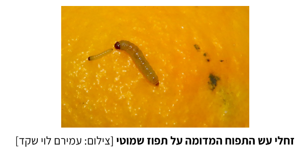 צילום מסך 2025 07 23 214625