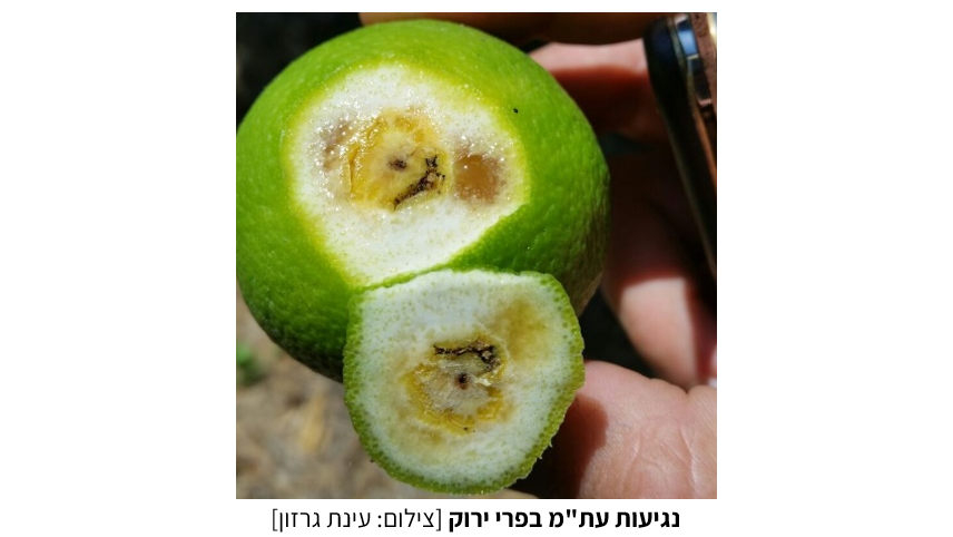 צילום מסך 2025 07 23 214646