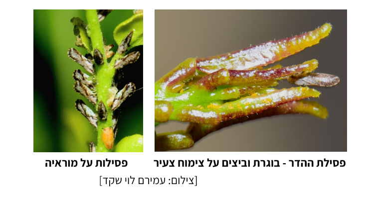 צילום מסך 2025 07 23 214816