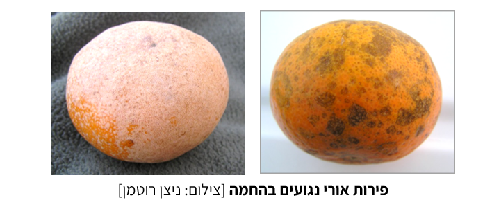 צילום מסך 2025 07 23 214858