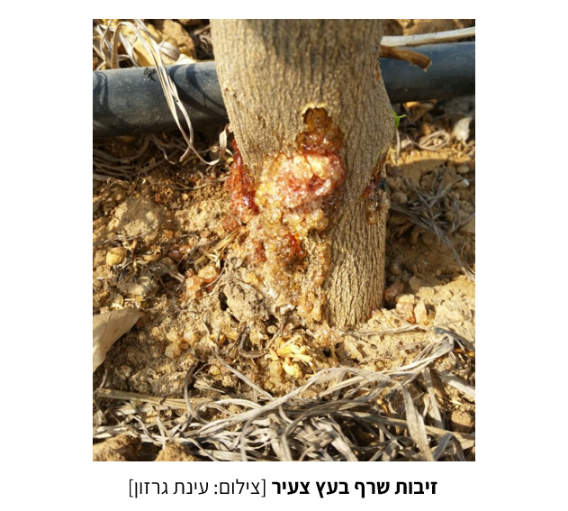 צילום מסך 2025 07 24 105809