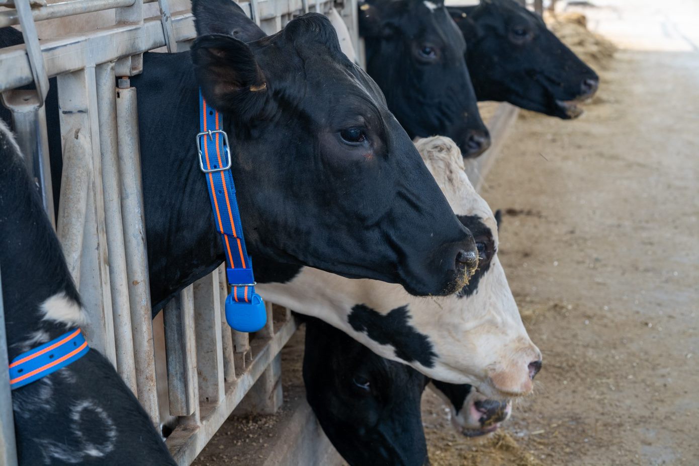 AFIMILK COW1