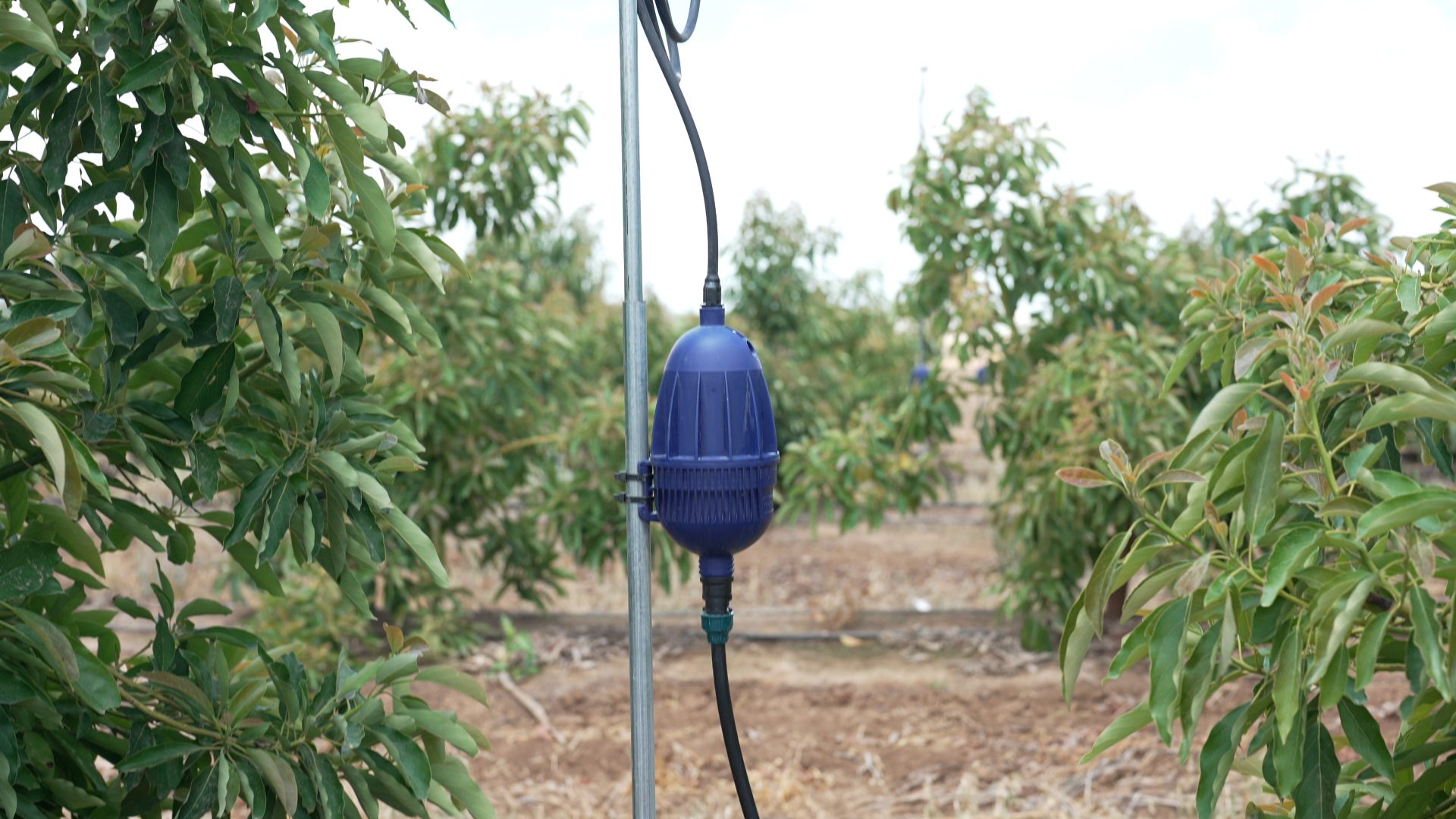 המגה פולסר של נטפים. צילום רוסלן פאול