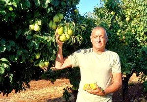 ירון בלחסן מנכל ארגון מגדלי הפירות בישראל במטעי רמות נפתלי צילום ארגון מגדלי הפירות בישראל