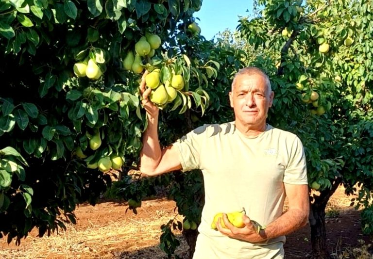 ירון בלחסן מנכל ארגון מגדלי הפירות בישראל במטעי רמות נפתלי צילום ארגון מגדלי הפירות בישראל