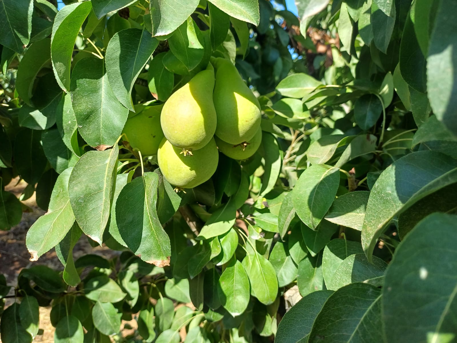 קטיף אגס ברמות נפתלי צילום ארגון מגדלי הפירות בישראל 1
