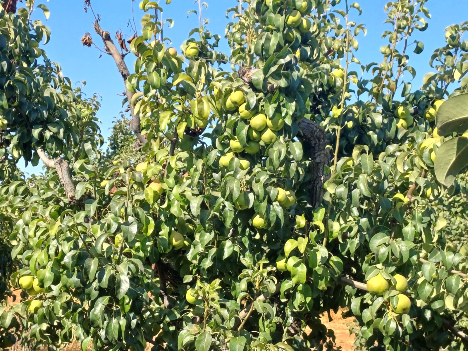 קטיף אגס ברמות נפתלי צילום ארגון מגדלי הפירות בישראל