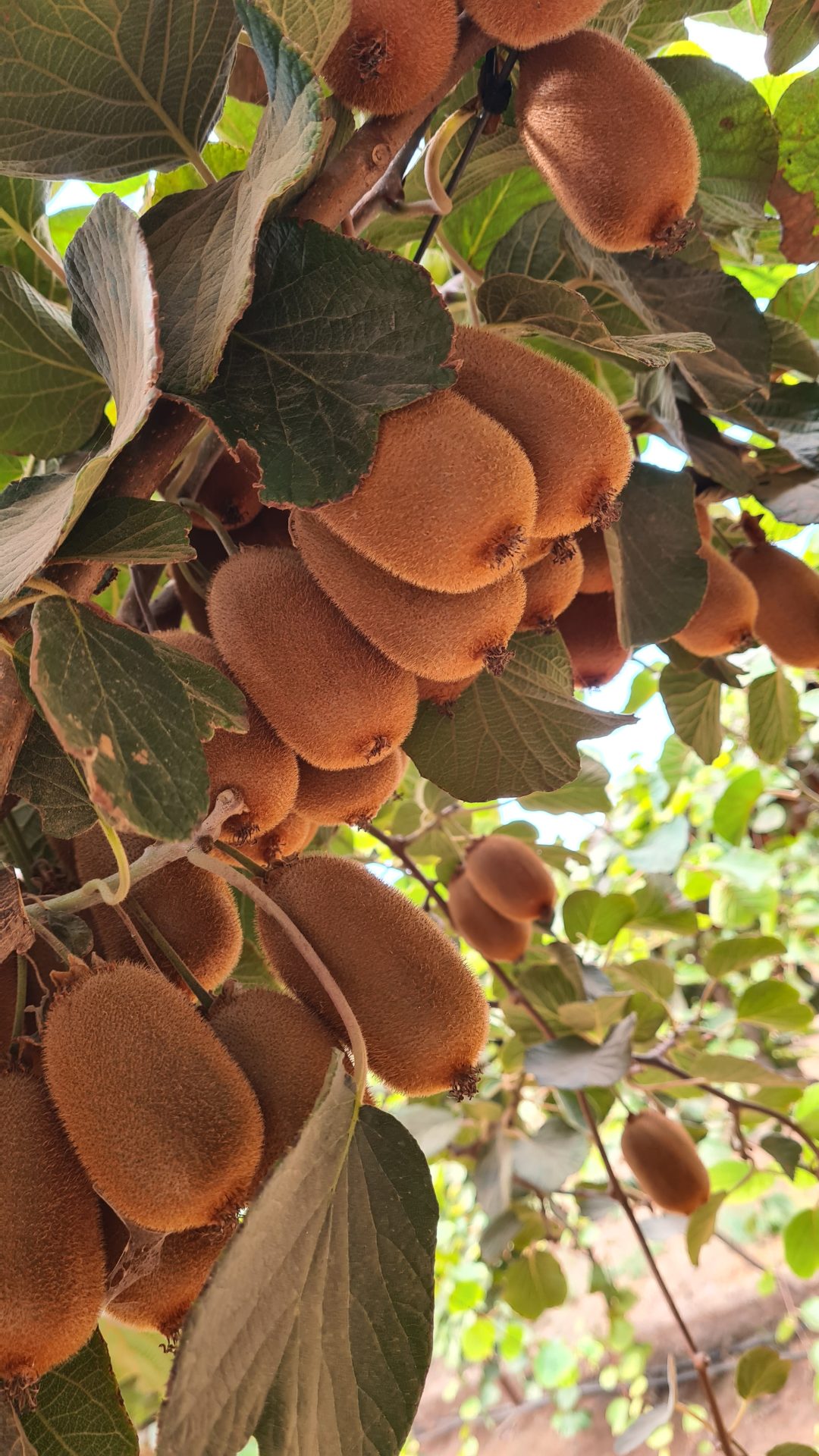 קיווי מזן ברונו. צילום מועצת הצמחים