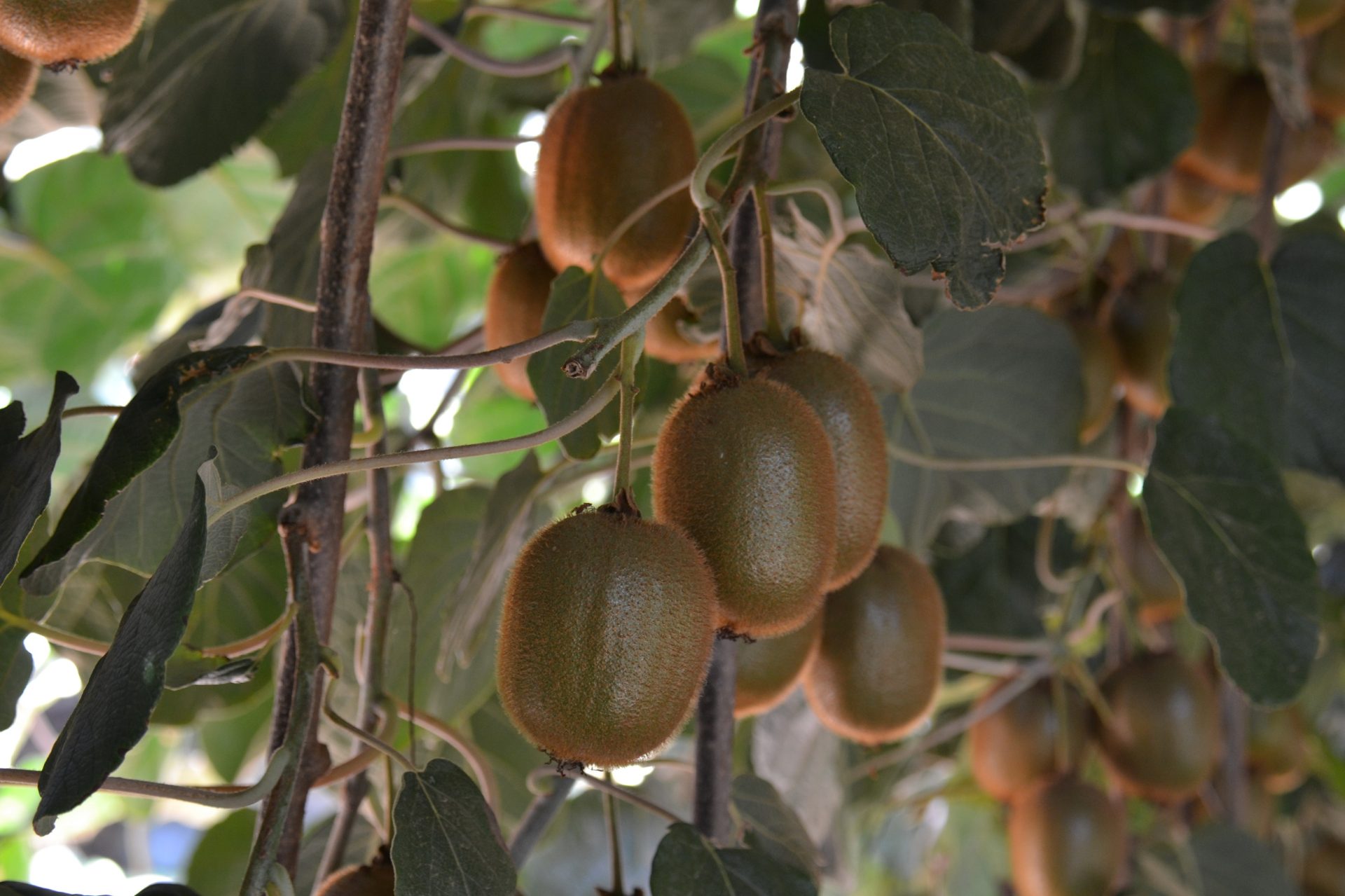 קיווי מסוג היווארד. קרדיט מועצת הצמחים