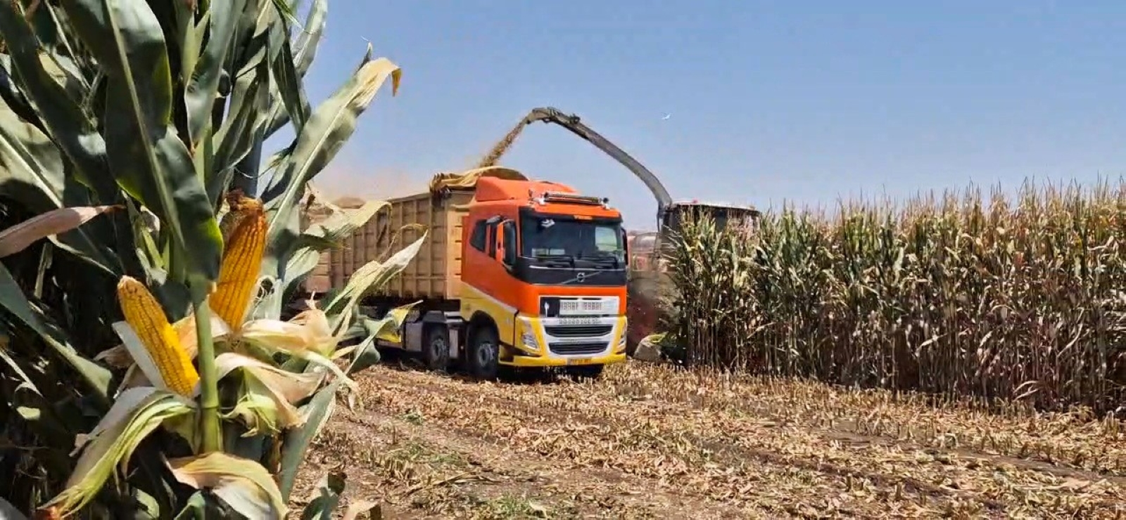 קציר תירס לתחמיץ בעמק החולה והעמסתו במשאית חב התובלה תבור גליל 1