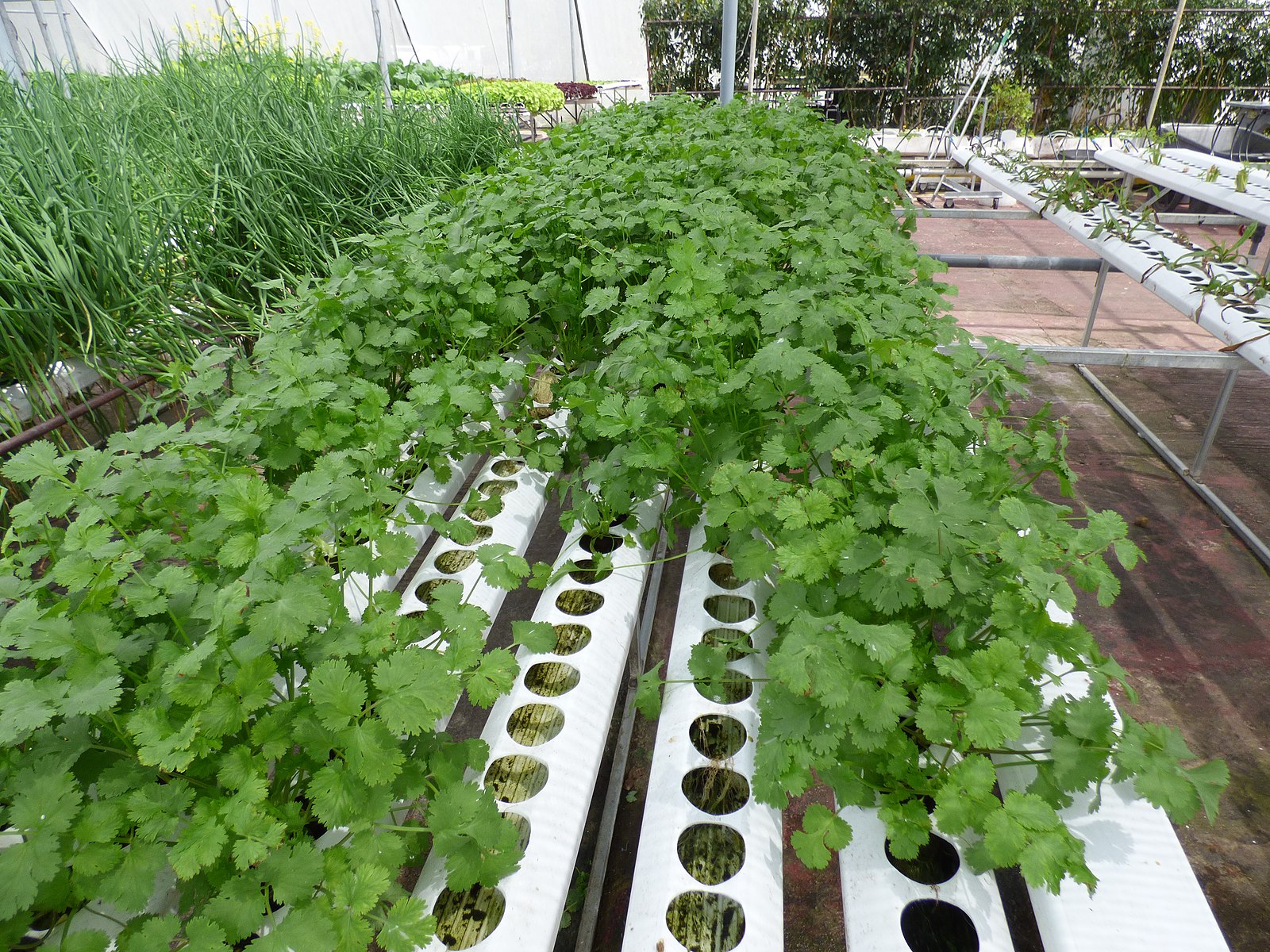 1600px Starr 150326 0862 Coriandrum sativum in Hydroponics greenhouse Town Sand Island Midway Atoll 24636407534