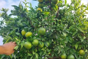 Nostra Fruita verde