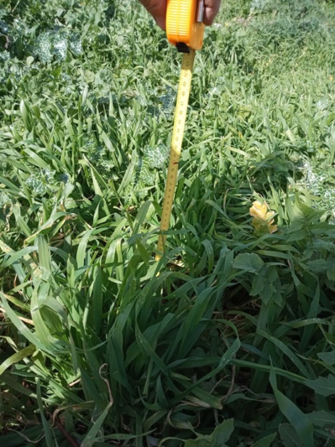 Picture1 1