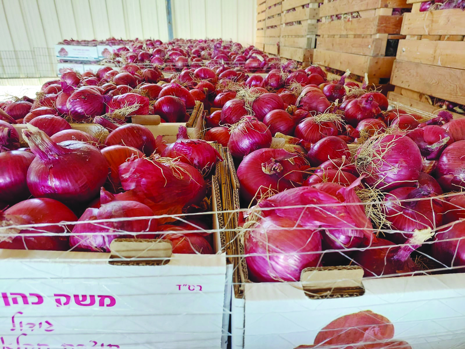 בצל בקירור במשק כהן משה ובניו