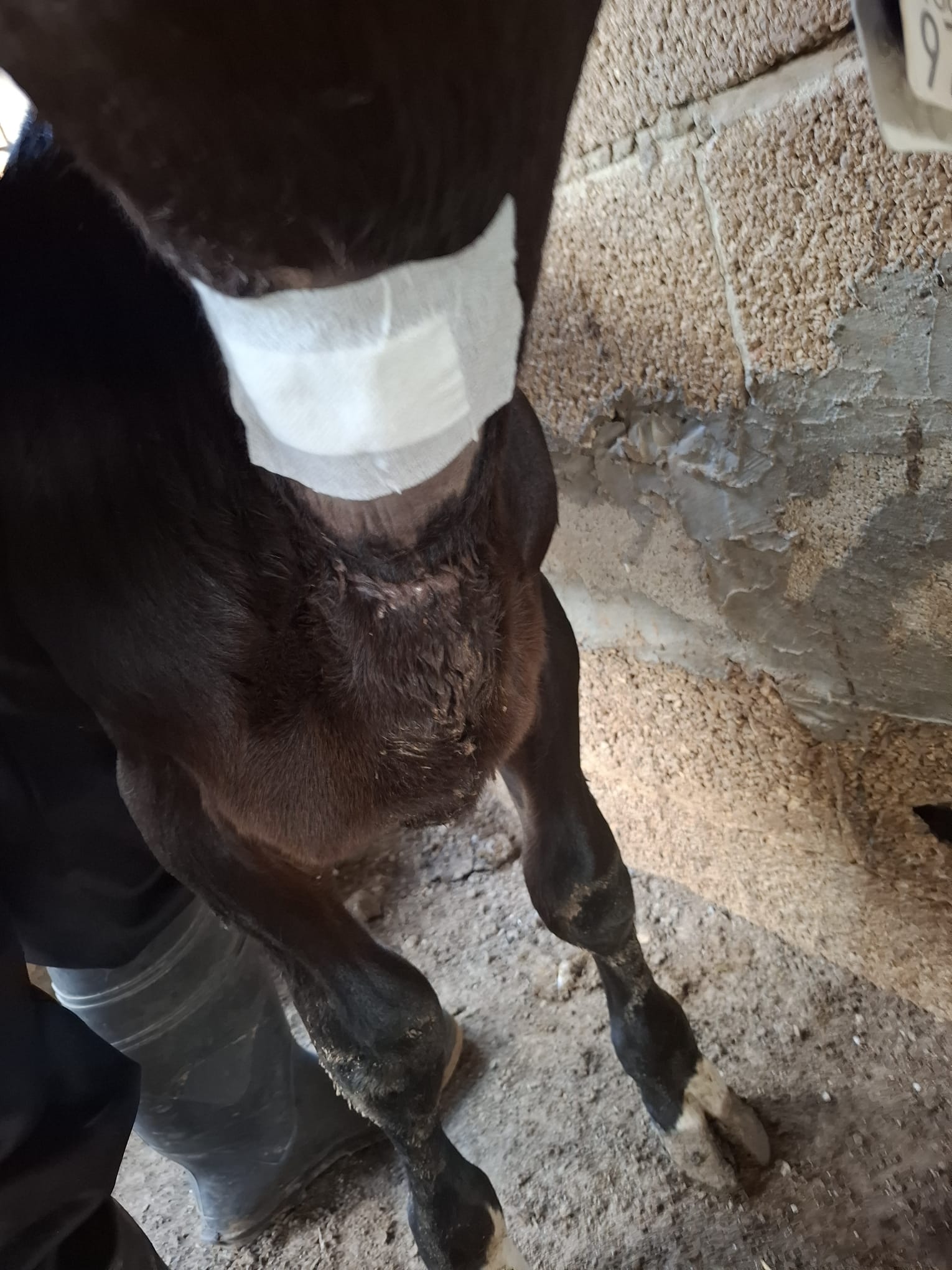 חבישה עם פלסטר כדי לחסום את החור שנוצר