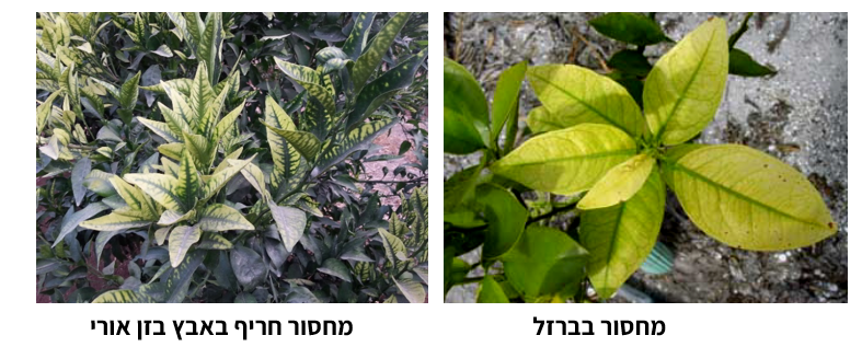 צילום מסך 2025 09 12 213127