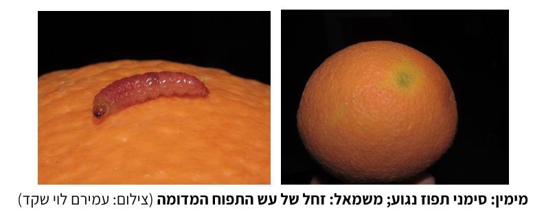 צילום מסך 2025 09 12 213359