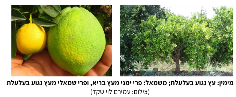צילום מסך 2025 09 12 213459