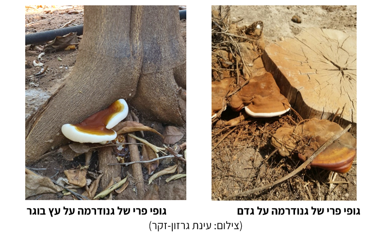 צילום מסך 2025 09 12 213526