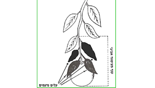 צילום מסך 2025 09 12 222741