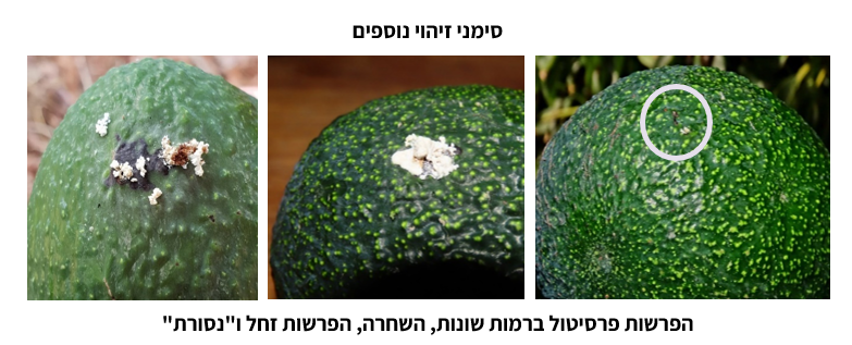 צילום מסך 2025 09 29 183700