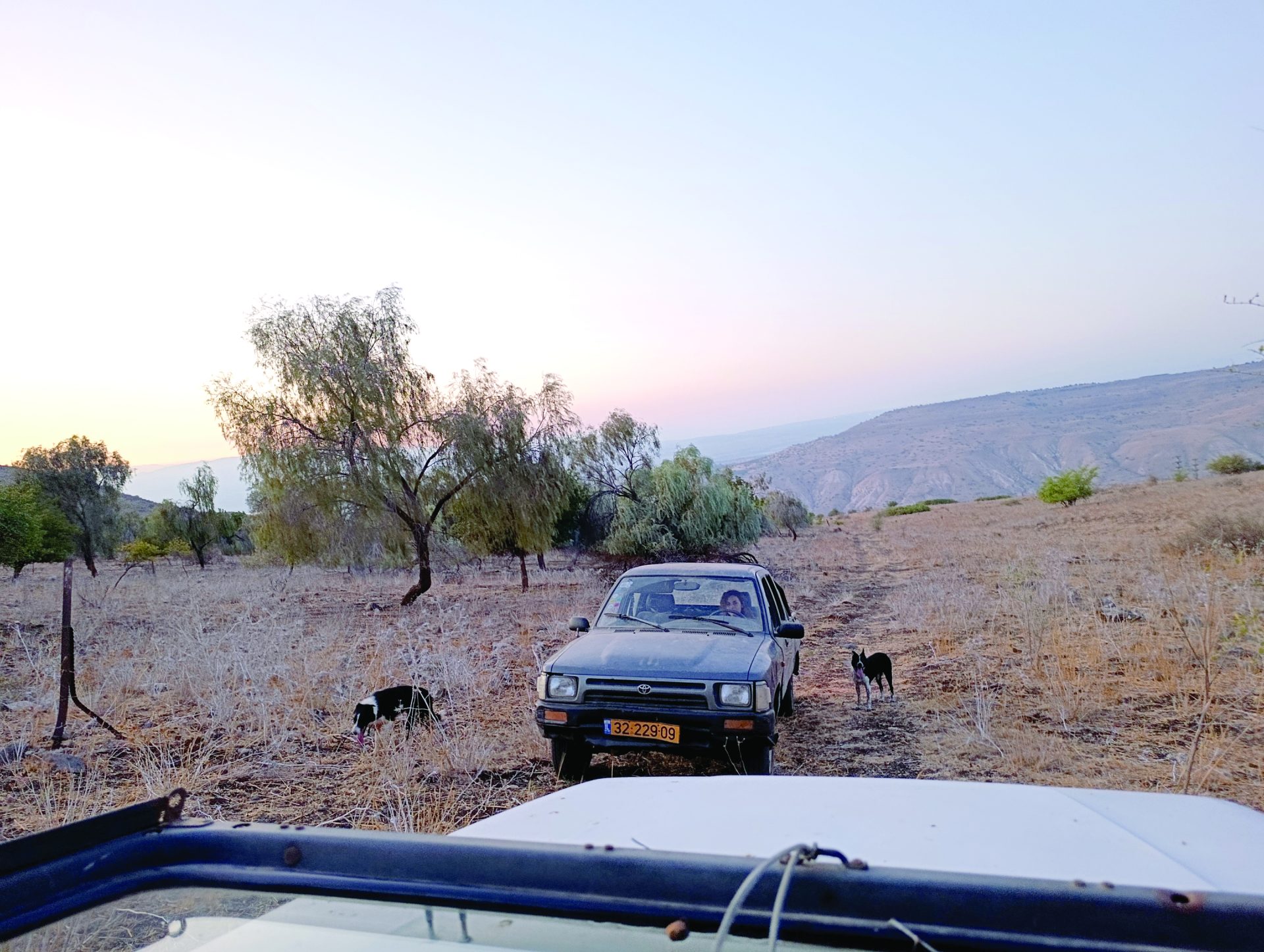 תמר ושתי כלבות הבורדר קולי בהכנות ללילה אתי לילטי