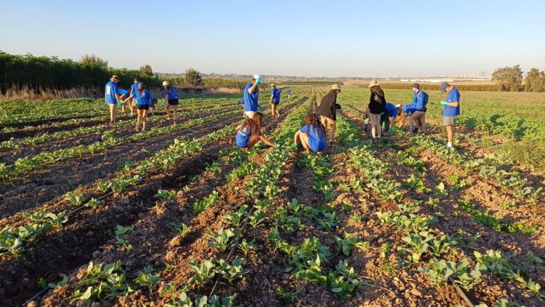 חניכי התנועה החדשה בפעילות התנדבותית למען החקלאים