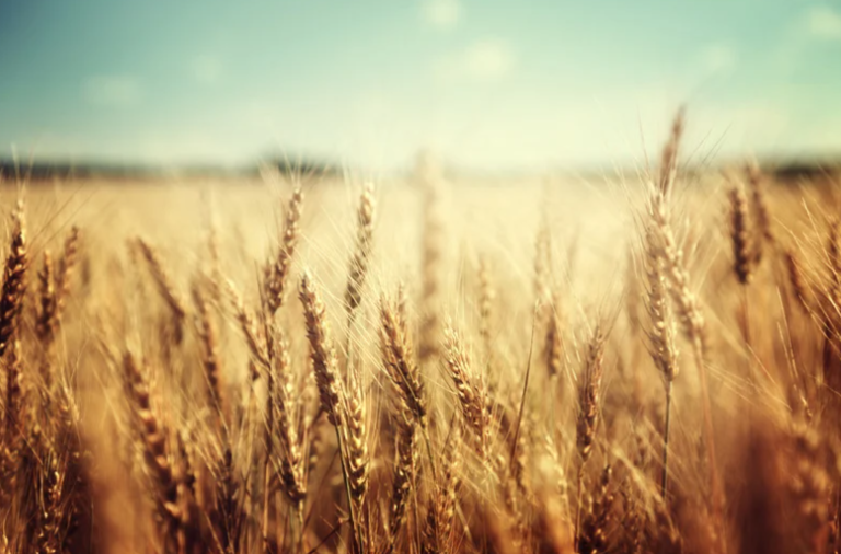 צילום מסך 2025 10 28 225822