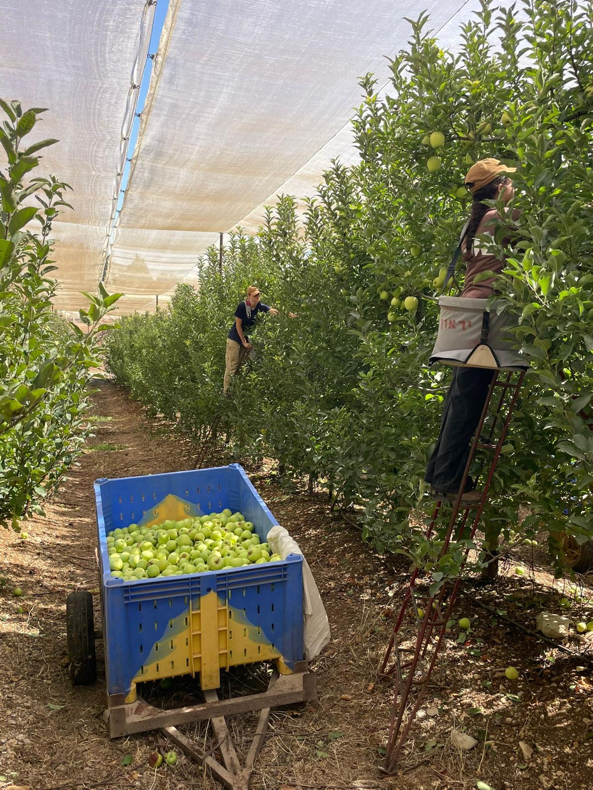 תלמידי ביהס אדם ואדמה משקמים מטע תפוחים שנשרף ביראון