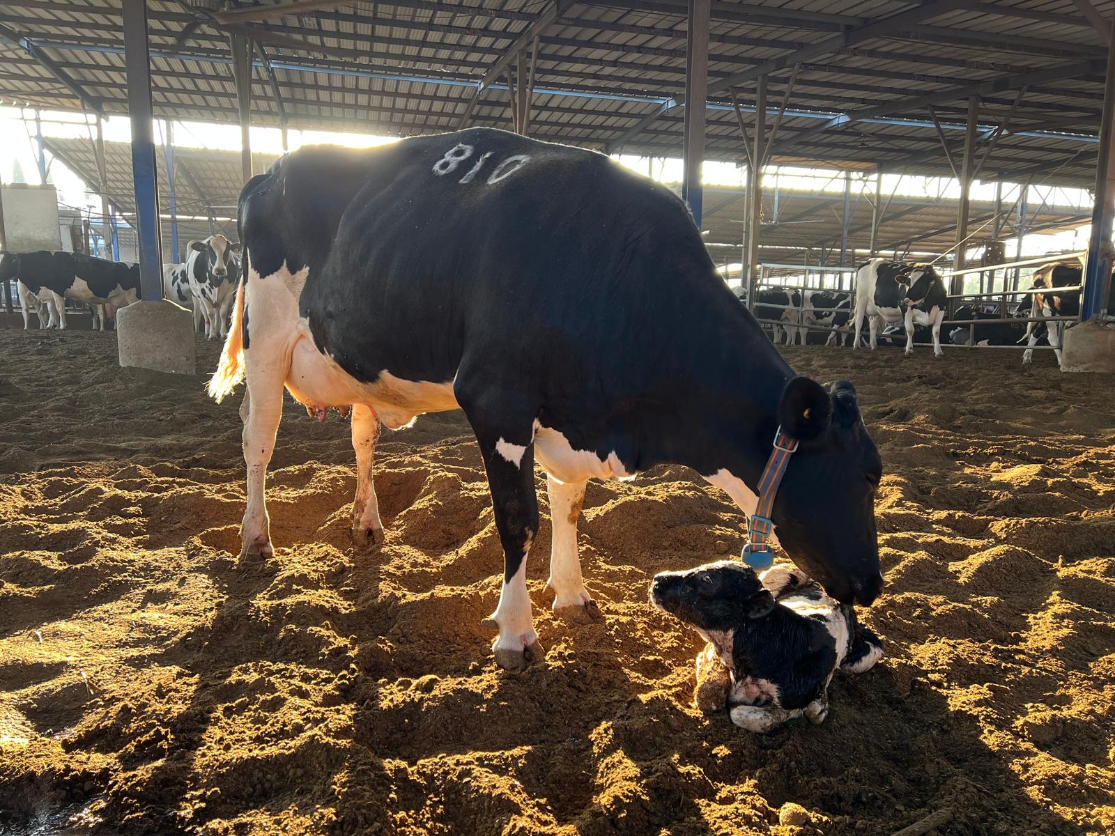 WhatsApp Image 2025 11 12 at 10.54.54