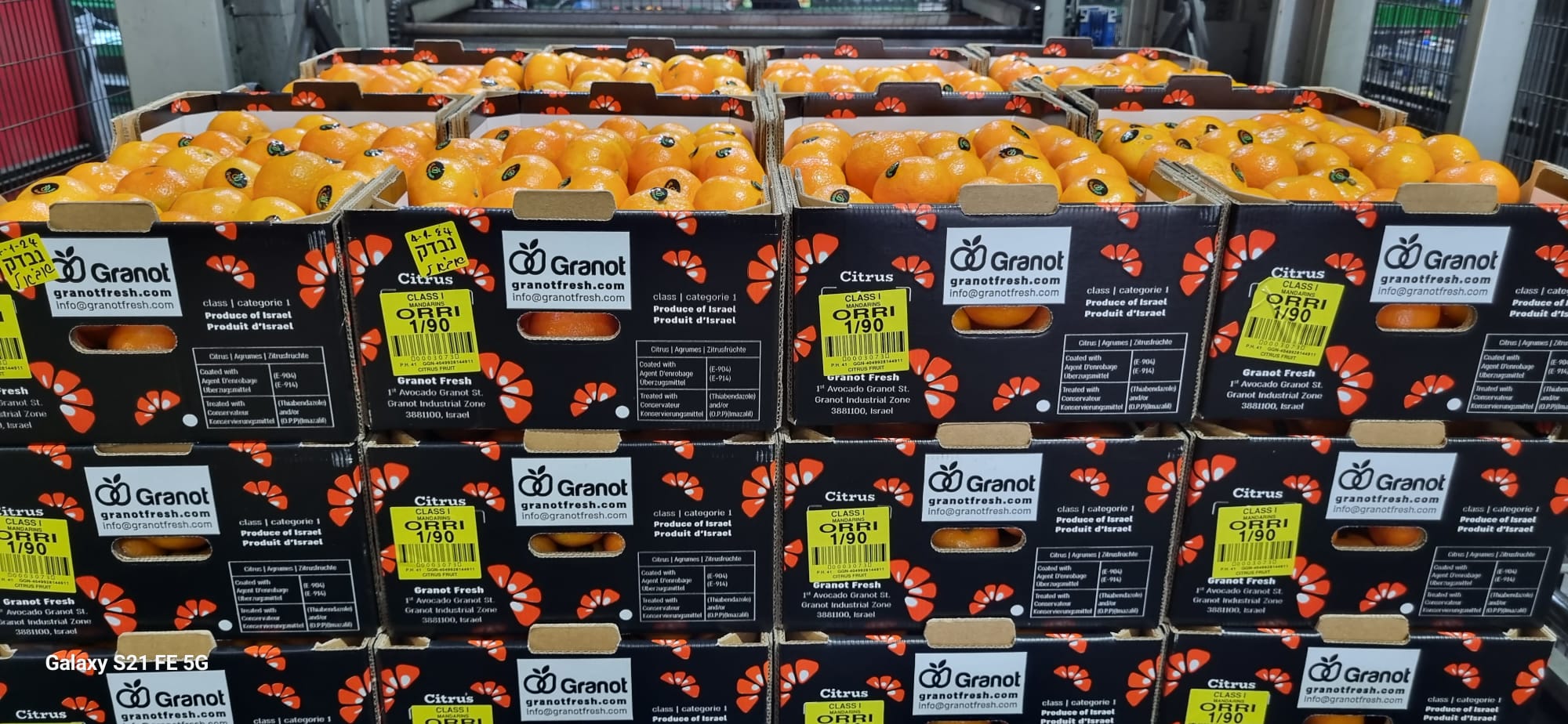 אורי של גרנות והדרי ניצנים צילום פיני הלוי 2