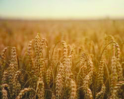 ארוע גשם וחיטה