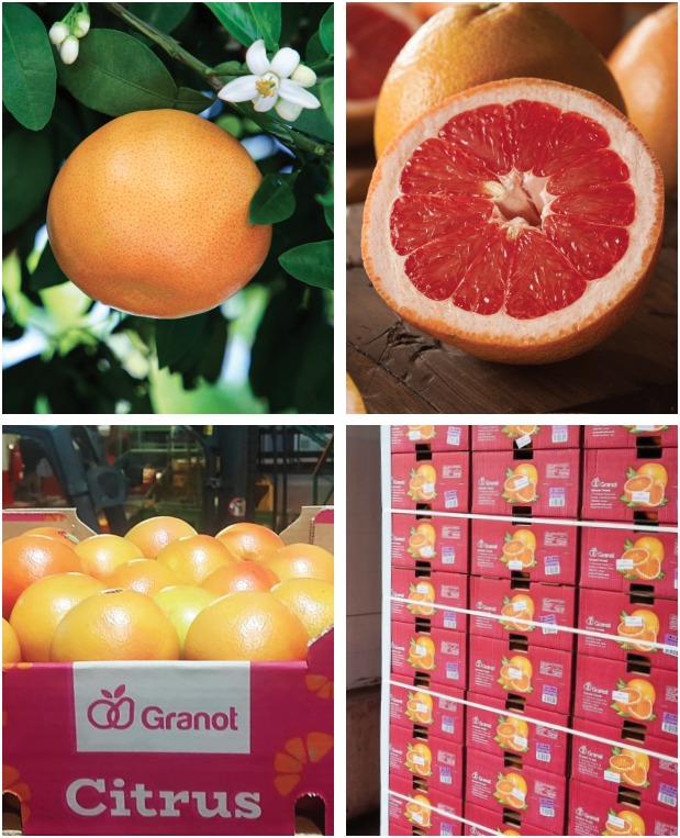 אשכולית אדומה