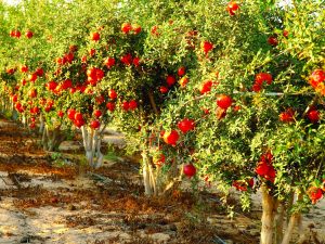 חקלאות ישראלית ברמת הנגב. קרדיט טל גליק