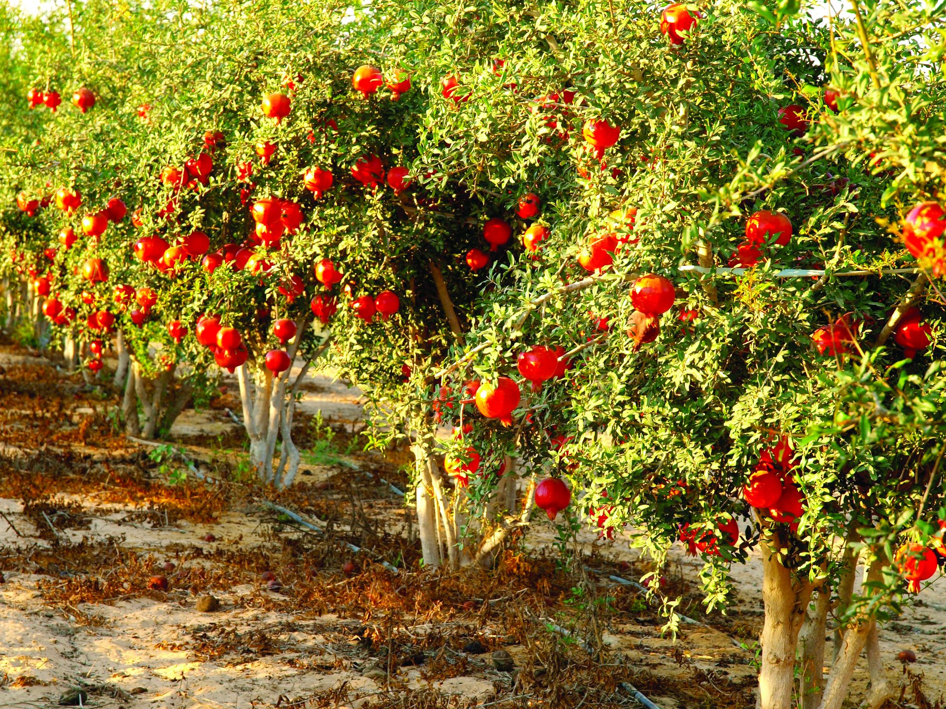 חקלאות ישראלית ברמת הנגב. קרדיט טל גליק