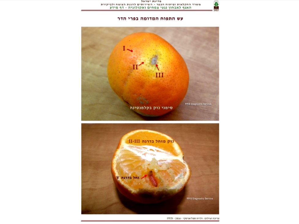 צילום מסך 2025 11 22 140037