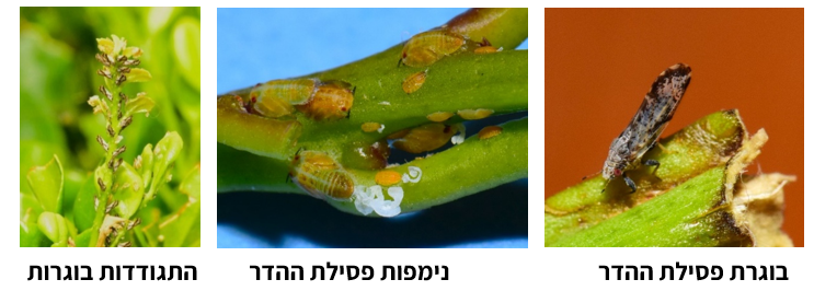 צילום מסך 2025 11 22 140116