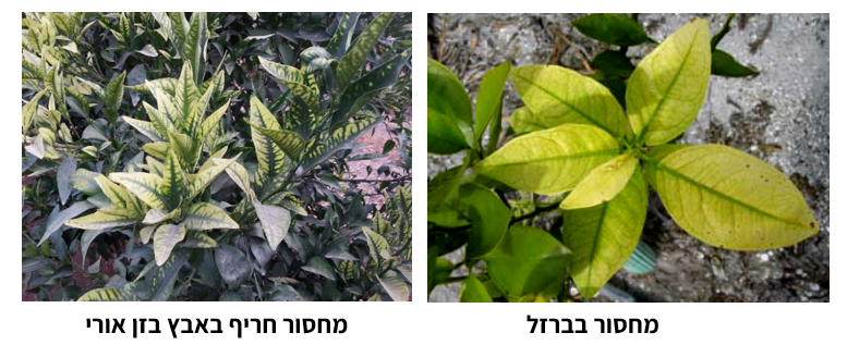 צילום מסך 2025 11 22 140206