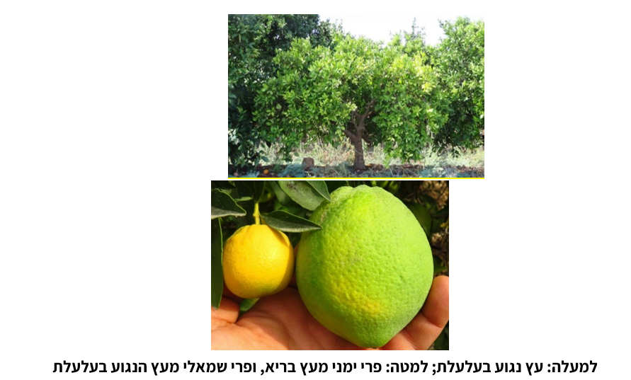 צילום מסך 2025 11 22 140232