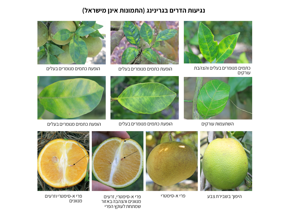 צילום מסך 2025 11 22 140259