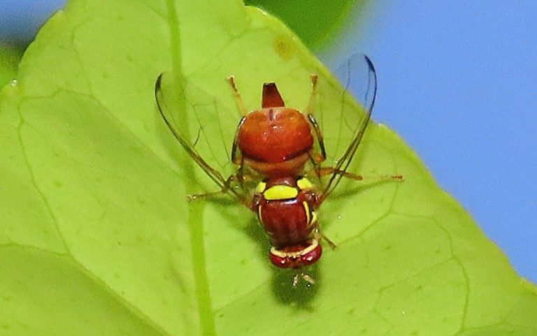 צילום מסך 2025 11 22 145841